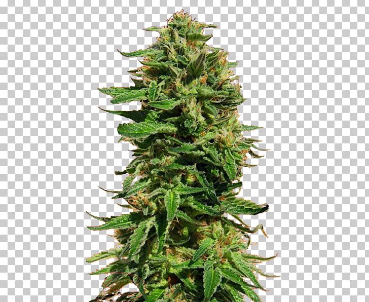 Skunk Cannabis Sensi Seeds Marijuana PNG, Clipart, Acapulco Gold, Ak 47, Animals, Cannabis, Cannabis Cup Free PNG Download