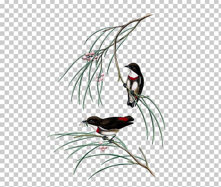 The Birds Of Australia Gongbi Painting PNG, Clipart, Animals, Bird, Birds Of Australia, Branch, Drawing Free PNG Download