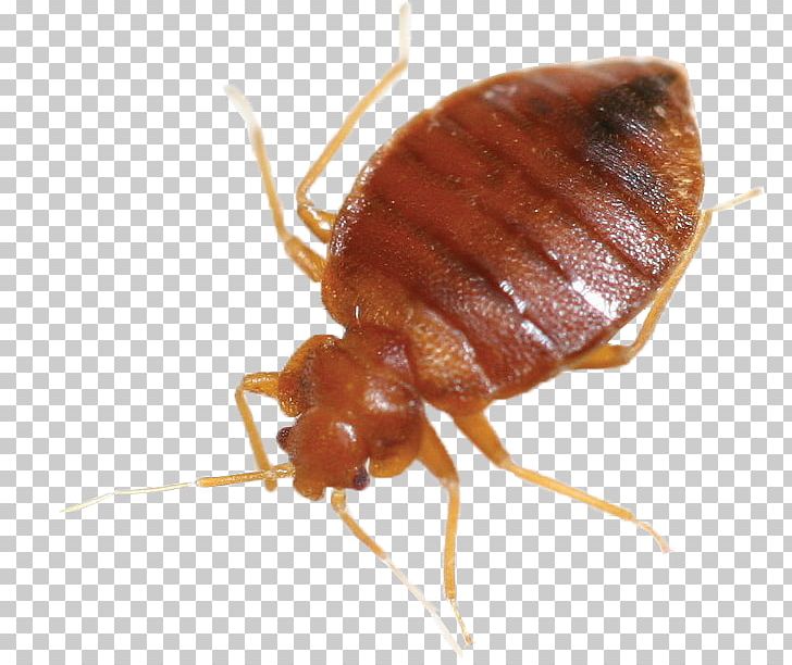 Cockroach Mosquito Bed Bug Control Techniques Pest Control PNG, Clipart, Animals, Ant, Arthropod, Bed, Bed Bug Free PNG Download