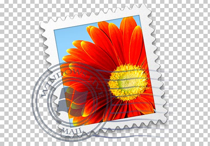 Flower Petal Daisy Family Orange Gerbera PNG, Clipart, Application, Computer Icons, Daisy Family, Email, Flower Free PNG Download