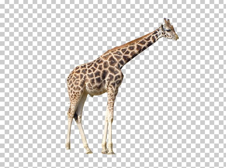 Giraffe PNG, Clipart, Giraffe Free PNG Download