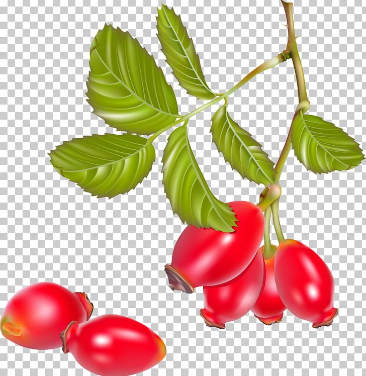 Rose Hip Tea Cherry Tomato PNG, Clipart, Acerola, Acerola Family, Berry, Branch, Cherry Free PNG Download