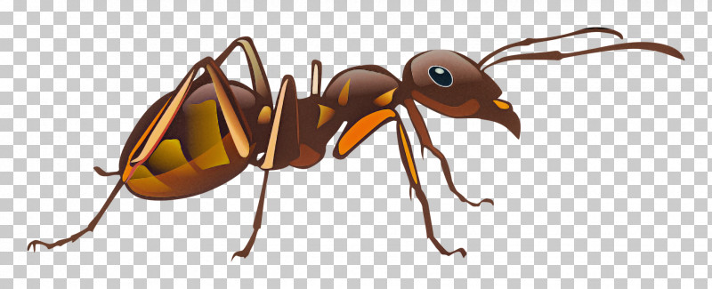 Insect Ant Carpenter Ant Eumenidae Pest PNG, Clipart, Ant, Blister Beetles, Carpenter Ant, Eumenidae, Insect Free PNG Download
