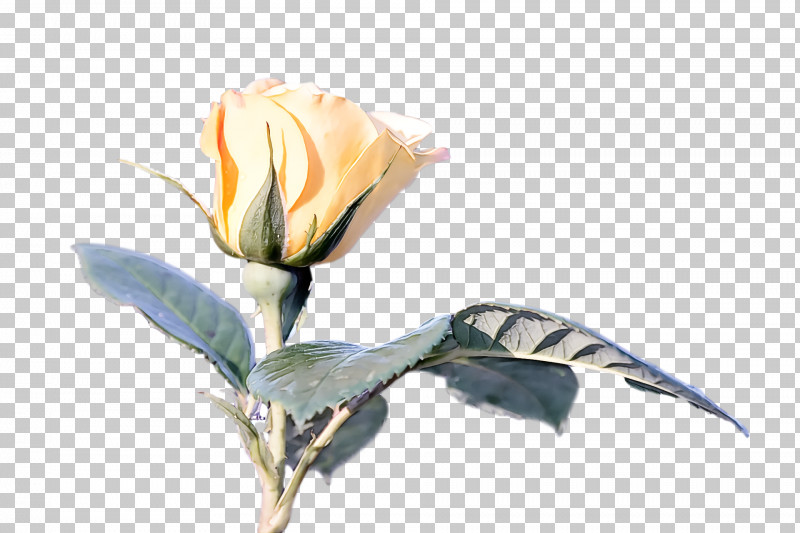 Floral Design PNG, Clipart, Artificial Flower, Bud, Cut Flowers, Floral Design, Flower Free PNG Download