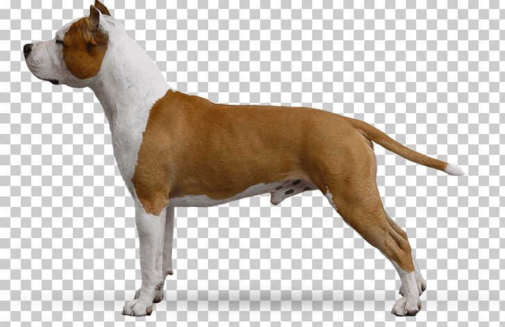American Staffordshire Terrier Bull And Terrier American Pit Bull Terrier Staffordshire Bull Terrier Old English Terrier PNG, Clipart, American Pit Bull Terrier, American Staffordshire Terrier, Breed, Bulldog, Bull Terrier Free PNG Download