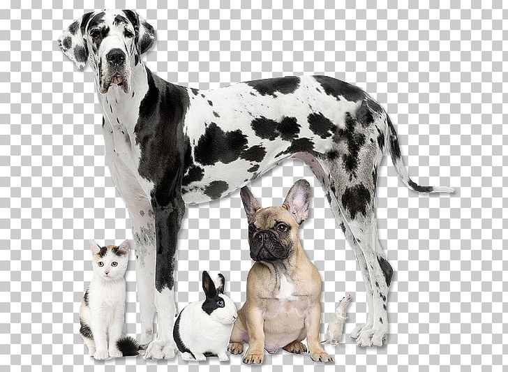 Cat Dog Pet Animal Rescue Group PNG, Clipart, Animal, Animal Rescue Group, Animals, Animal Shelter, Animal Welfare Free PNG Download