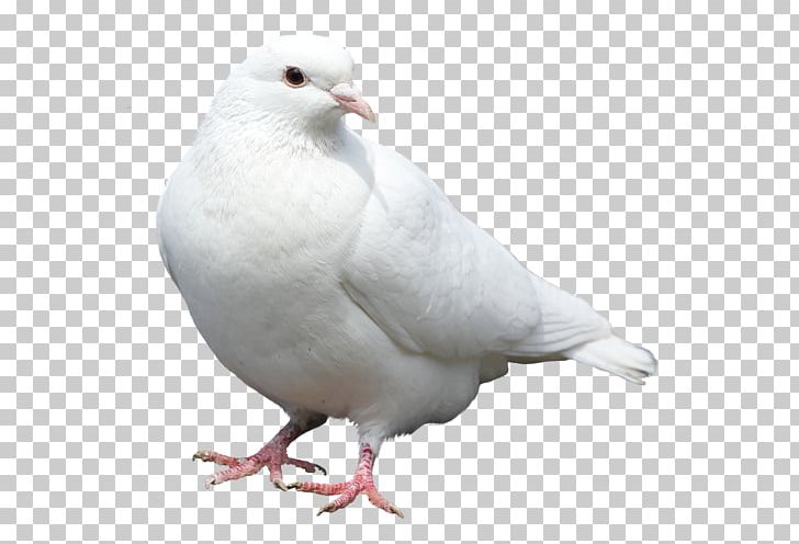 Columbidae Stock Dove Bird Domestic Pigeon PNG, Clipart, Animals, Beak, Bird, Colombe, Columbidae Free PNG Download