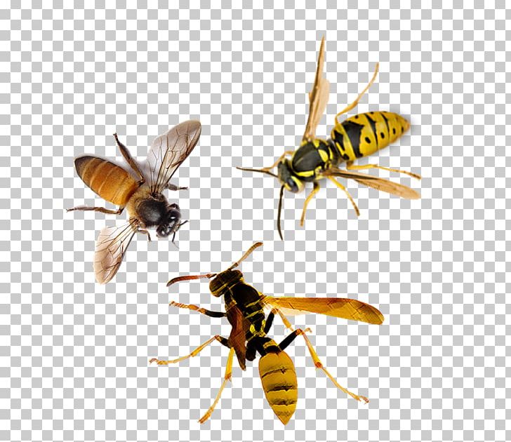 Honey Bee Hornet Insect Wasp PNG, Clipart, Animals, Arthropod, Bee, First Aid, Fly Free PNG Download