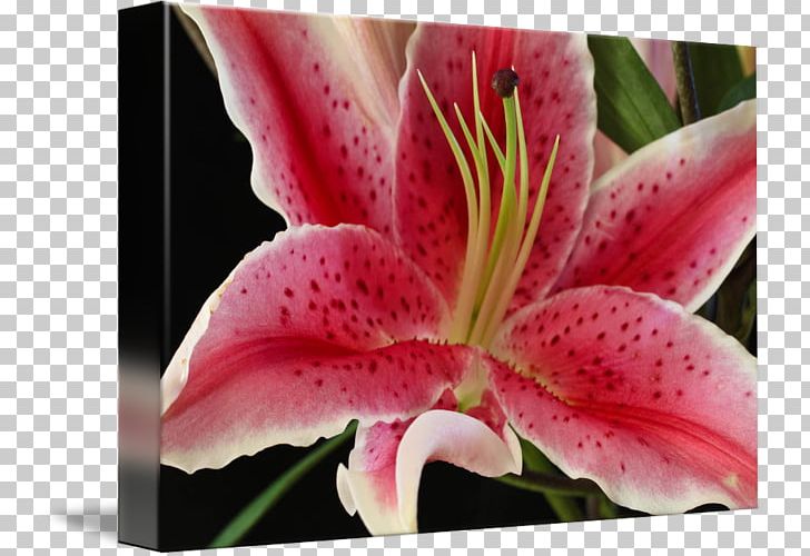 Lilium Lily 'Stargazer' Daylily Work Of Art PNG, Clipart,  Free PNG Download