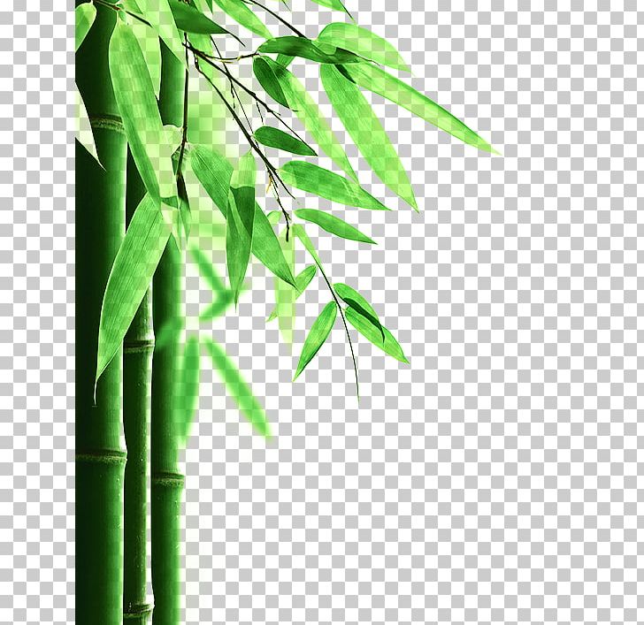Bamboo Floor Mattress Protector Mattress Pad Phyllostachys Edulis PNG, Clipart, Background Green, Bamboo, Branch, China, China Creative Wind Free PNG Download