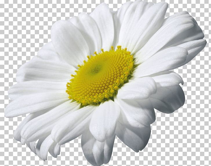 Camomile Single PNG, Clipart, Camomile, Flowers, Nature Free PNG Download