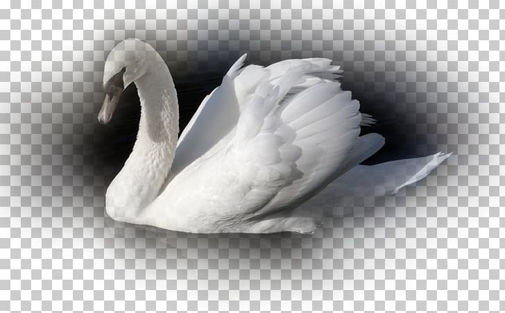 Cygnini Duck Goose Bird Mallard PNG, Clipart, Anat, Animals, Beak, Bird, Black And White Free PNG Download