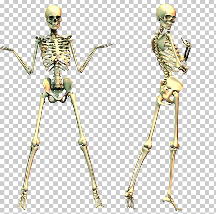 Human Skeleton Skull PNG, Clipart, 3d Computer Graphics, Arm, Bone, Clip Art, Computer Icons Free PNG Download