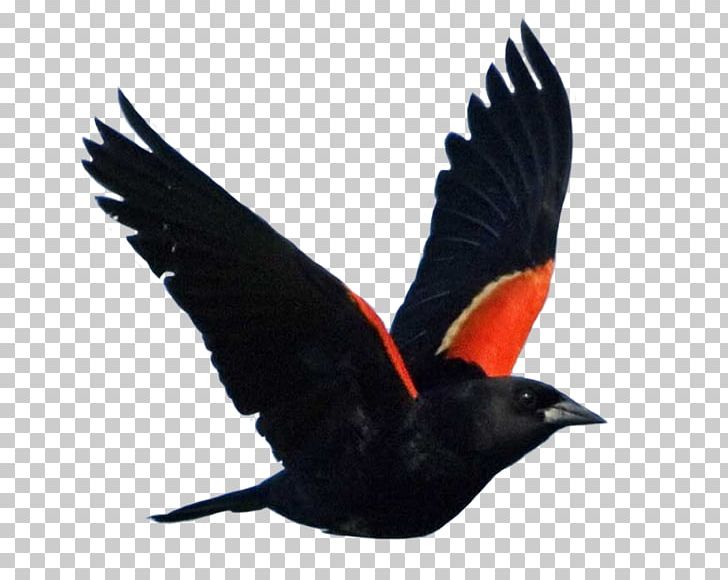 Red-winged Blackbird Common Blackbird National Audubon Society PNG, Clipart, Agelaius, All About Birds, Animal, Animals, Beak Free PNG Download