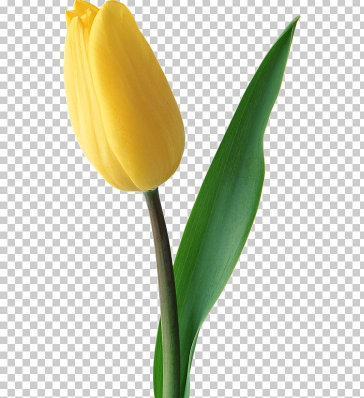 Tulip Flower Bouquet Yellow Red PNG, Clipart, Anthesis, Blue, Bud, Color, Cut Flowers Free PNG Download