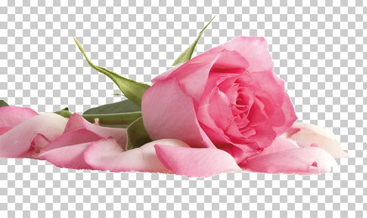 Beach Rose Flower Pink Color Petal PNG, Clipart, Artificial Flower, Cut Flowers, Floral Design, Floristry, Flower Arranging Free PNG Download
