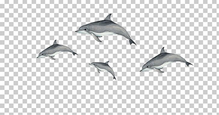 Short-beaked Common Dolphin Tucuxi Common Bottlenose Dolphin Porpoise PNG, Clipart, Animals, Bottlenose Dolphin, Common Dolphin, Decoration, Dolphi Free PNG Download
