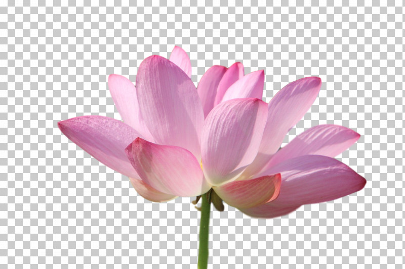 Plant Stem Sacred Lotus Cut Flowers Nelumbonaceae Petal PNG, Clipart, Biology, Cut Flowers, Flower, Herbaceous Plant, Nelumbonaceae Free PNG Download