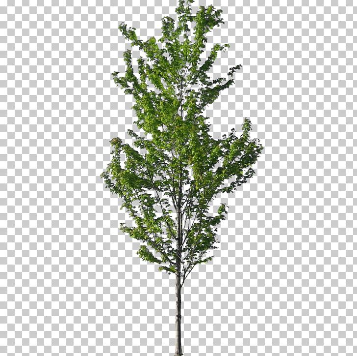 American Sycamore Tree Norway Spruce Architecture PNG, Clipart, American Sycamore, Arborvitae, Architecture, Art, Branch Free PNG Download
