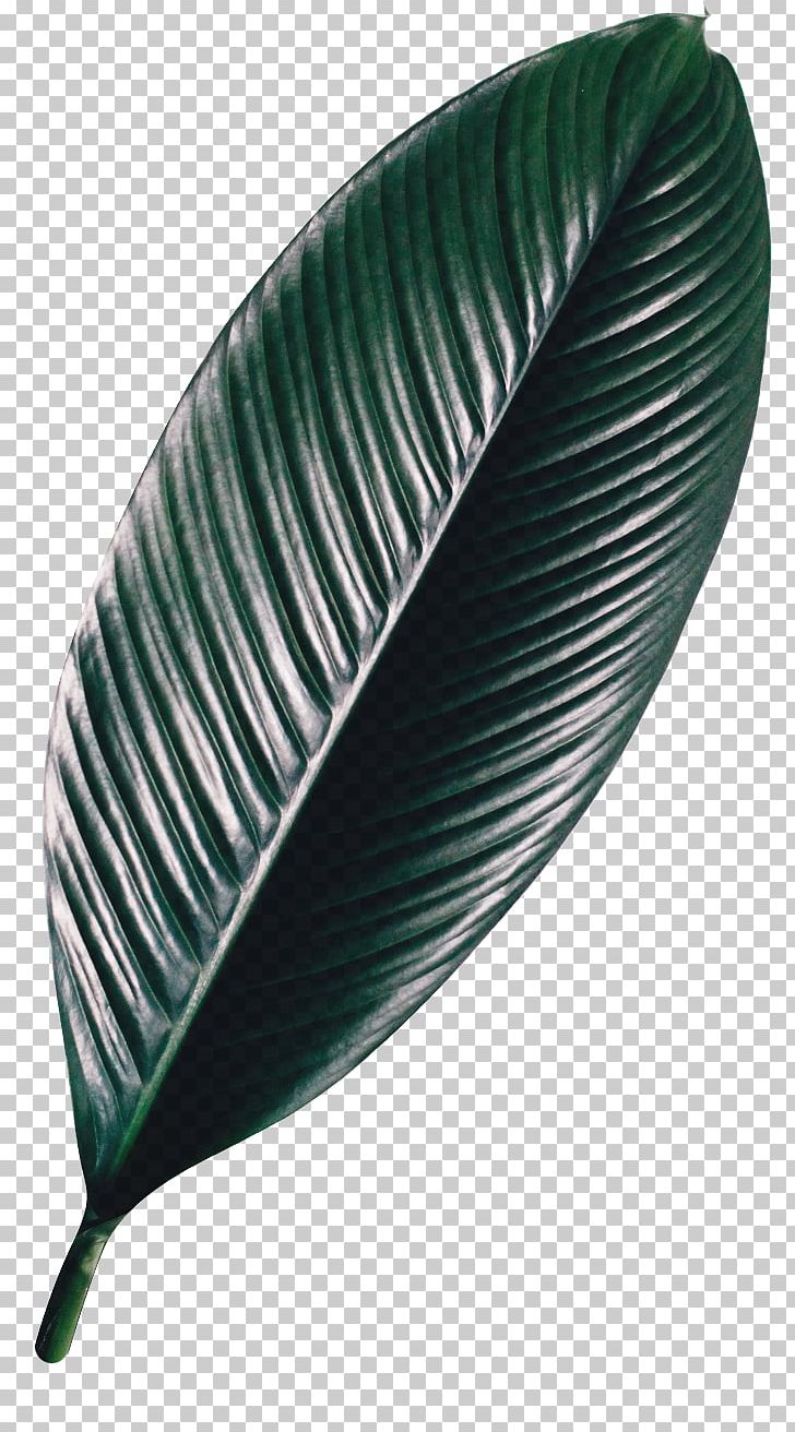 Leaf PNG, Clipart, Feather, Leaf Free PNG Download