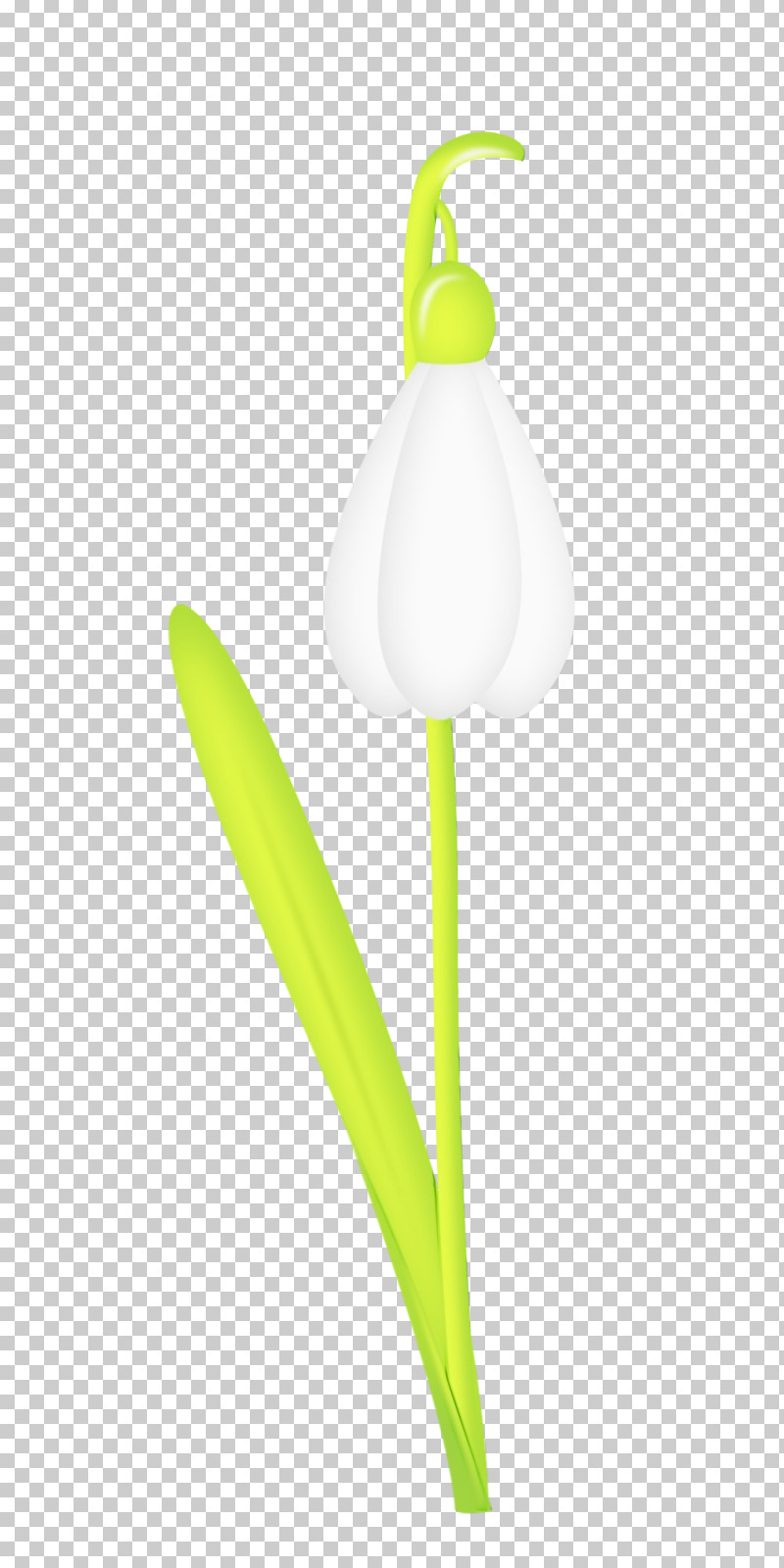 White Flower Plant Tulip Snowdrop PNG, Clipart, Amaryllis Family, Arum Family, Flower, Lily Family, Paint Free PNG Download