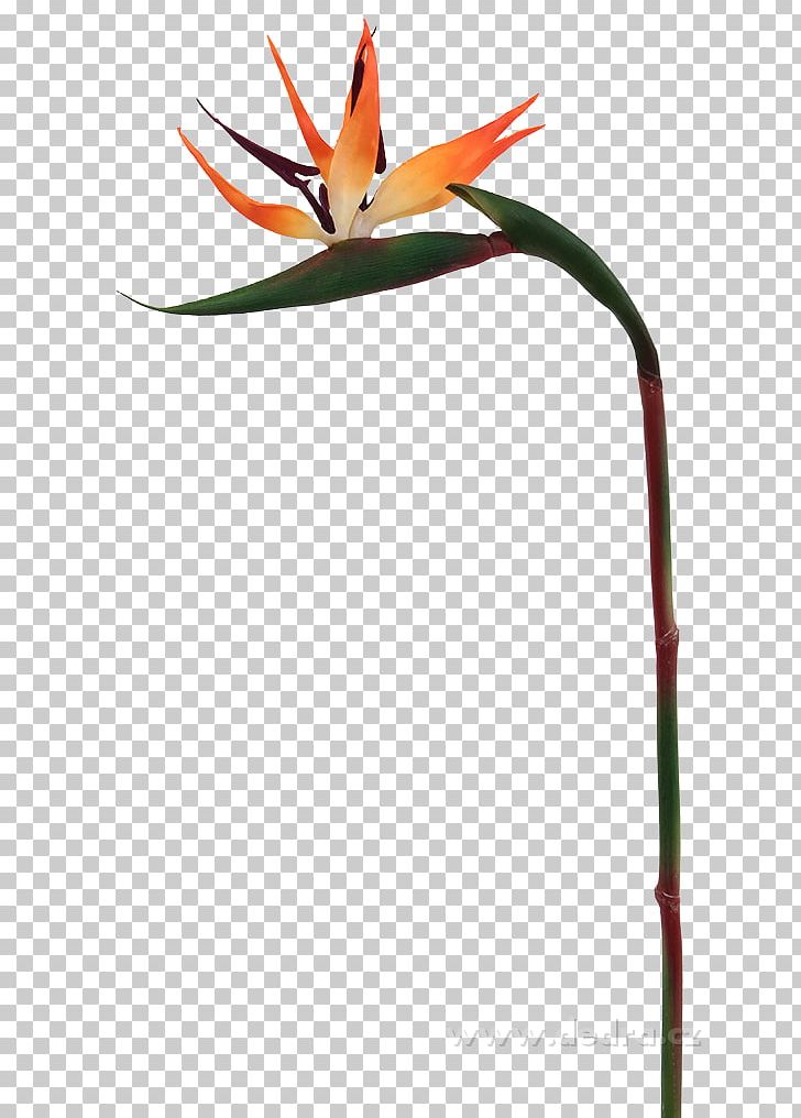 Beak Plant Stem Flower PNG, Clipart, Beak, Bird, Flower, Nature, Plant Free PNG Download