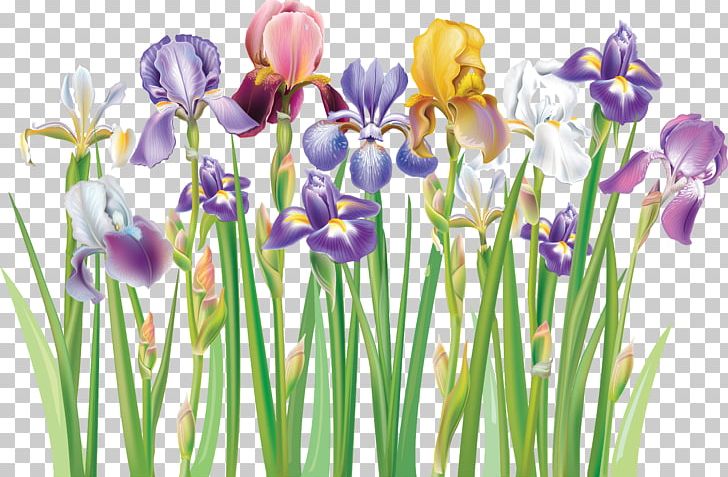 Flower PNG, Clipart, Border, Crocus, Cut Flowers, Flower, Flowering Plant Free PNG Download