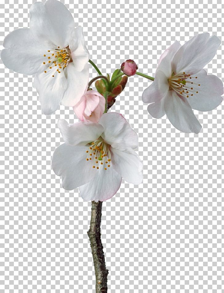 Flower PNG, Clipart, Blossom, Branch, Cerasus, Cherry Blossom, Computer Software Free PNG Download