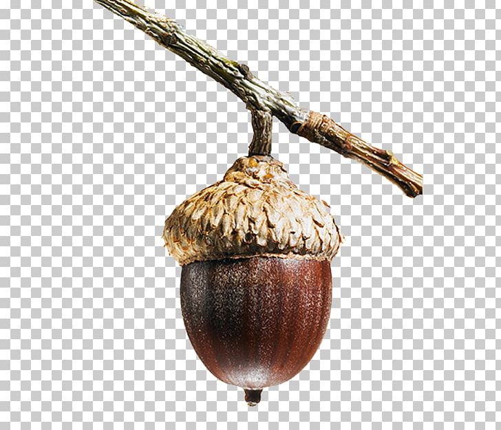 Spirited Commitment: The Samuel And Saidye Bronfman Family Foundation Quercus Faginea Acorn Tree PNG, Clipart, Acorn, Acorn And Flowers, Acorn Border, Acorn Forest, Acorns Free PNG Download