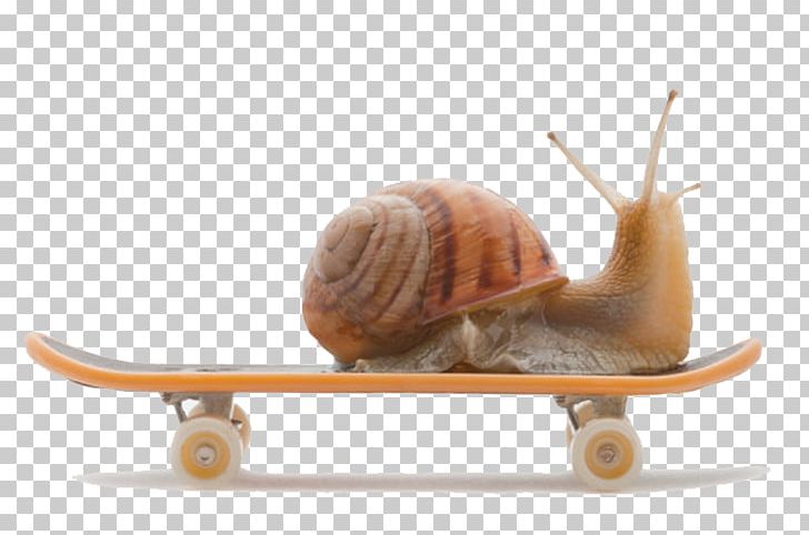 Burgundy Snail Land Snail PNG, Clipart, Animal, Animals, Cornu Aspersum, Drawing, Freshwater Snail Free PNG Download