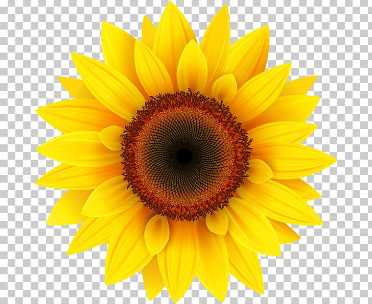Common Sunflower PNG, Clipart, Asterales, Closeup, Common Sunflower, Daisy Family, Desktop Wallpaper Free PNG Download