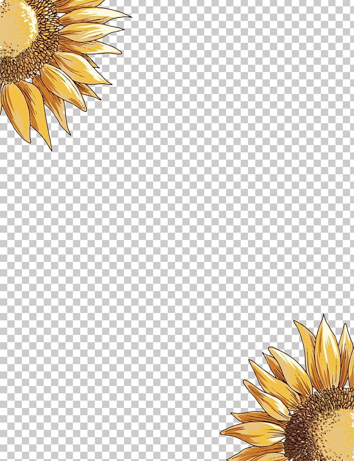 Common Sunflower PNG, Clipart, Beautiful, Botany, Daisy Family, Decorative, Flower Free PNG Download