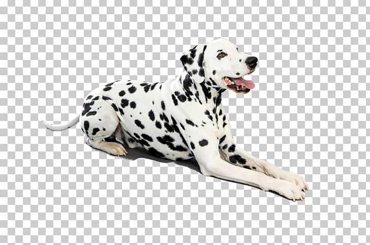 Dalmatian Dog Puppy French Bulldog Curly-Coated Retriever Golden Retriever PNG, Clipart, Animal, Animal Figure, Animals, Arama, Breed Free PNG Download
