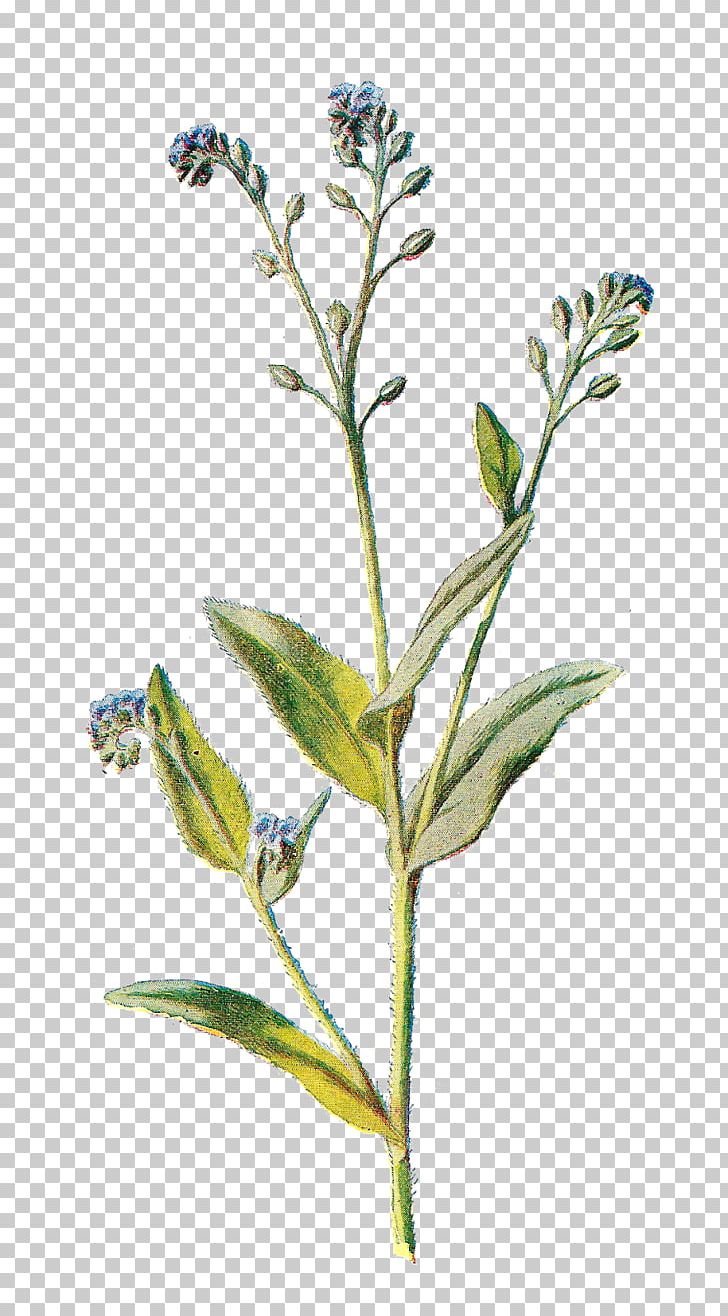 Scorpion Wildflower PNG, Clipart, Art, Branch, Clip Art, Color, Flora Free PNG Download