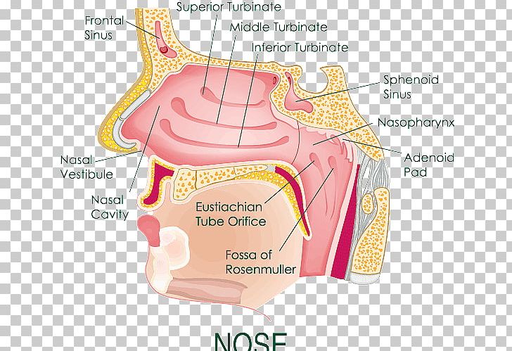 Nasal Cavity Diagram Unlabeled Anatomy Physiology Of Nose Nasal And ...