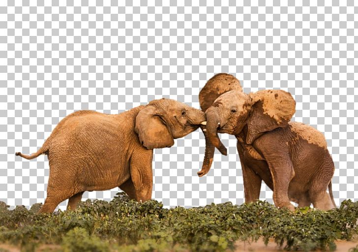 Indian Elephant African Elephant Desktop Laptop PNG, Clipart, Computer, Computer Monitors, Desktop Environment, Desktop Wallpaper, Electronics Free PNG Download