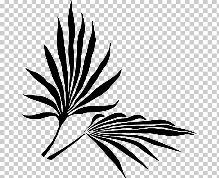 Palm Branch Arecaceae Leaf Frond PNG, Clipart, Arecaceae, Beach Sunset Clipart, Black And White, Branch, Fern Free PNG Download