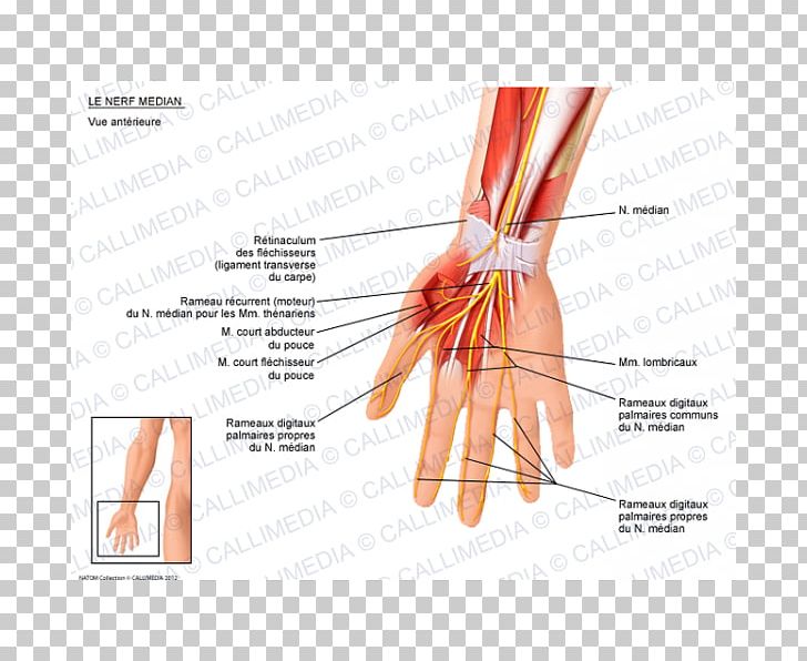 Thumb Median Nerve Anatomy Hand PNG, Clipart, Anatomy, Arm, Carpal Tunnel Syndrome, Finger, Flexor Digitorum Profundus Muscle Free PNG Download