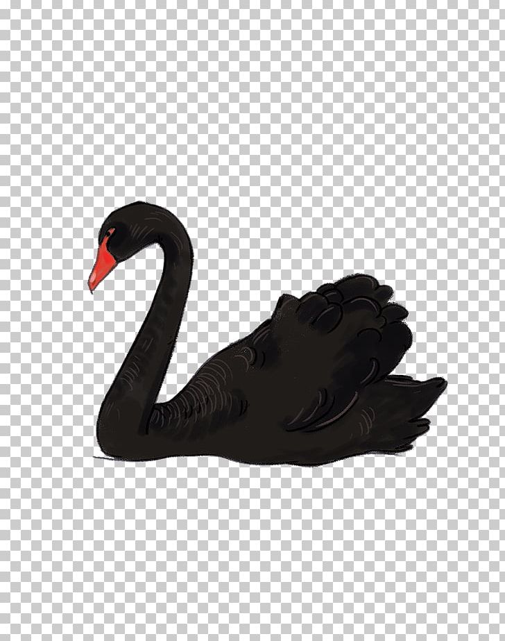 Black Swan Mute Swan Water Bird Goose PNG, Clipart, Animal, Beak, Bird, Black, Black Swan Free PNG Download