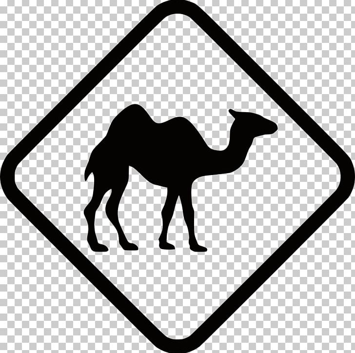 Dromedary Bactrian Camel Traffic Sign Australian Feral Camel Road PNG, Clipart, 90 X, Arabian Camel, Area, Black And White, Camel Free PNG Download
