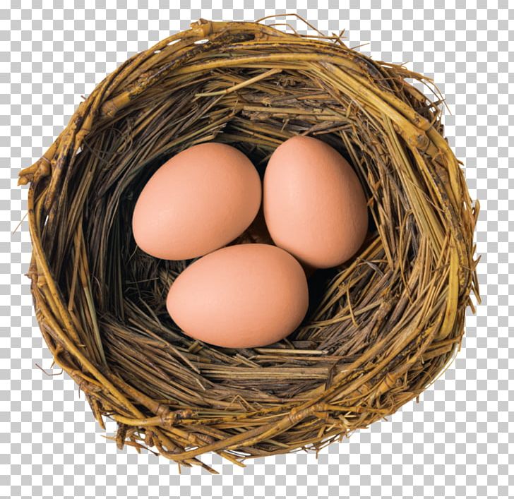 European Robin Bird Nest Marans American Robin PNG, Clipart,  Free PNG Download