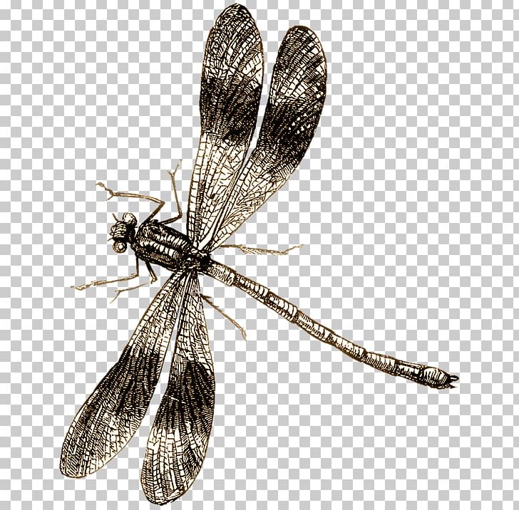 Insect Dragonfly Butterfly Illustration PNG, Clipart, Animals, Arthropod, Butterfly, Dragonflies And Damseflies, Dragonfly Free PNG Download