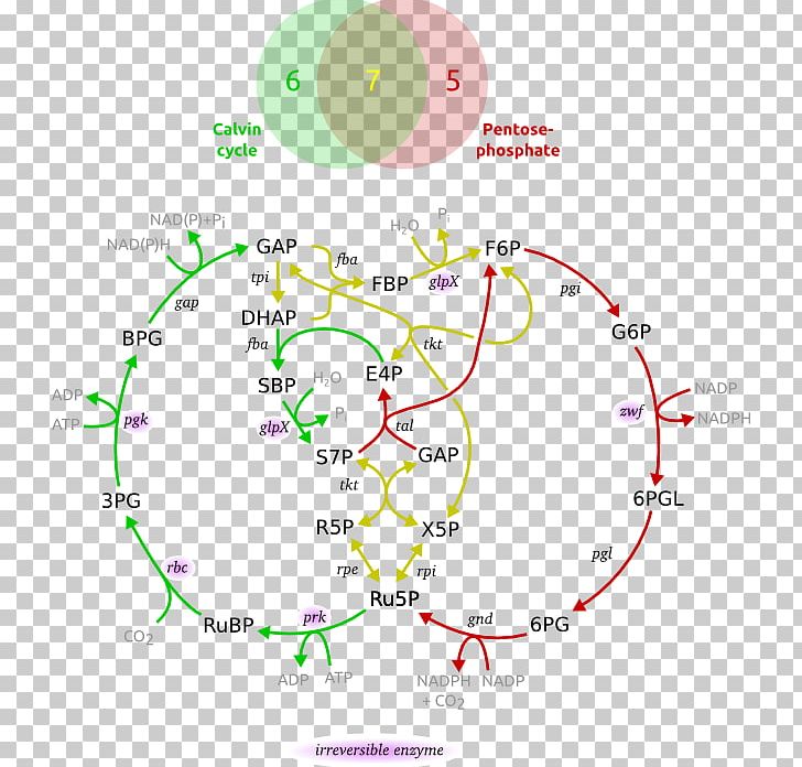 Pentose Phosphate Pathway Metabolic Pathway Calvin Cycle Ribulose 1 PNG, Clipart, Angle, Area, Calvin Cycle, Circle, Diagram Free PNG Download