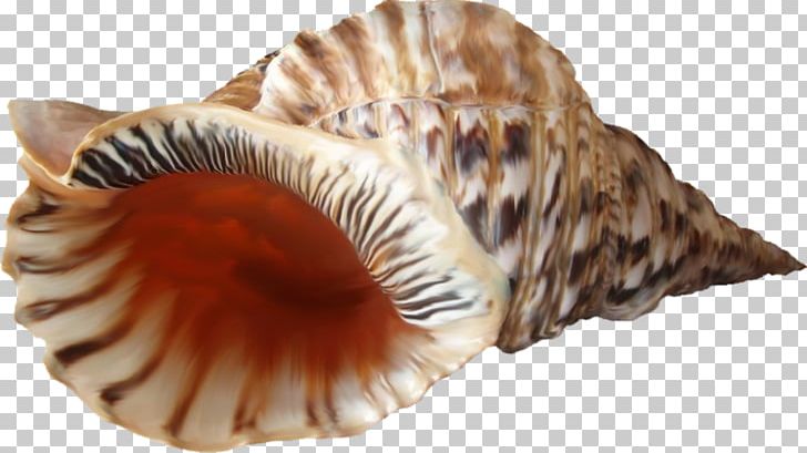Cockle Seashell Conchology Solar System PNG, Clipart, Animals, Clams Oysters Mussels And Scallops, Cockle, Conch, Conchology Free PNG Download