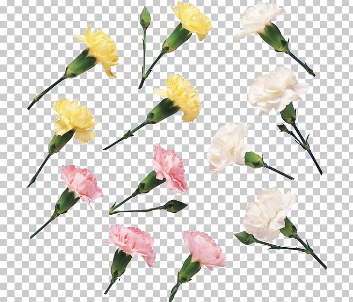 Floral Design Carnation Flower PNG, Clipart, Blume, Branch, Carnation, Cicek, Cicek Resimleri Free PNG Download