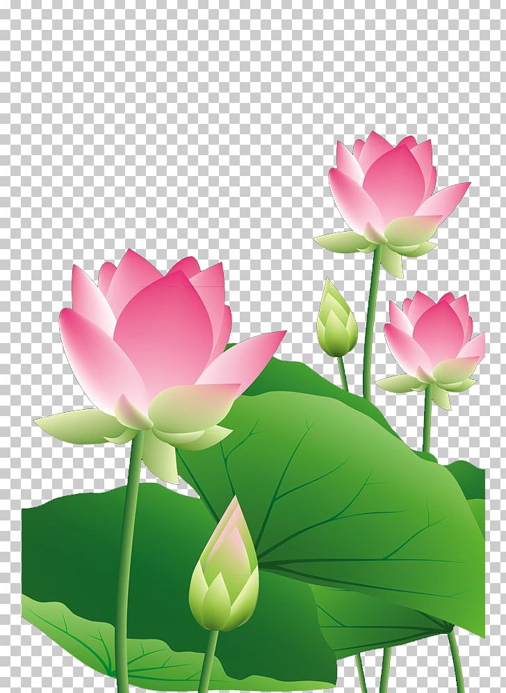 Lotus Lotus Leaf PNG, Clipart, Aquatic Plant, Aquatic Plants, Autumn Leaf, Computer Wallpaper, Creative Free PNG Download