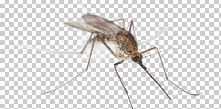 Mosquito Control Insect Zika Virus West Nile Fever PNG, Clipart, Arthropod, Chikungunya Virus Infection, Cricket, Dengue, Disease Free PNG Download