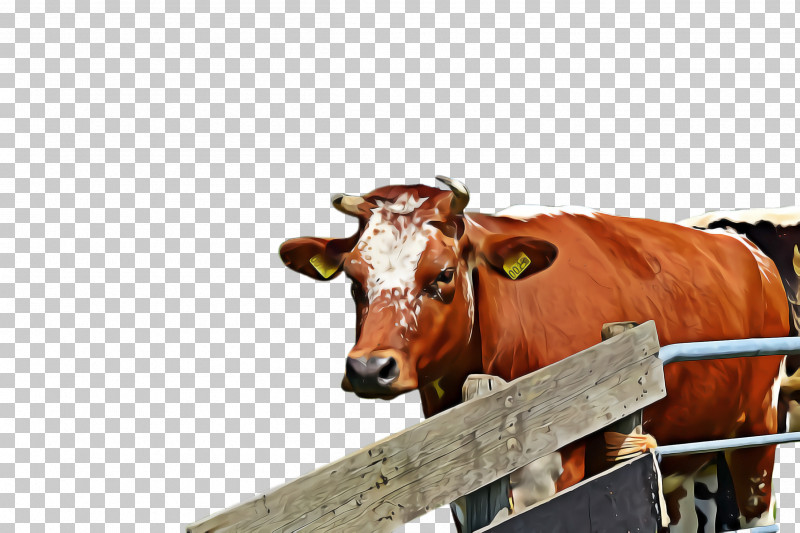 Bovine Livestock Snout Cow-goat Family Ox PNG, Clipart, Bovine, Bull, Cowgoat Family, Dairy, Dairy Cow Free PNG Download