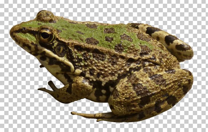 American Bullfrog Portable Network Graphics Edible Frog PNG, Clipart, American Bullfrog, Amphibian, Animals, Bullfrog, Computer Icons Free PNG Download