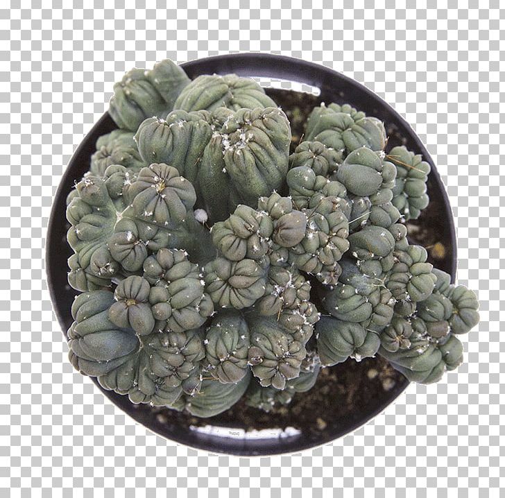 Cereus Repandus Cactaceae Cereus Forbesii Astrophytum Ornatum Stenocereus PNG, Clipart, Areole, Astrophytum, Astrophytum Asterias, Astrophytum Ornatum, Cactaceae Free PNG Download